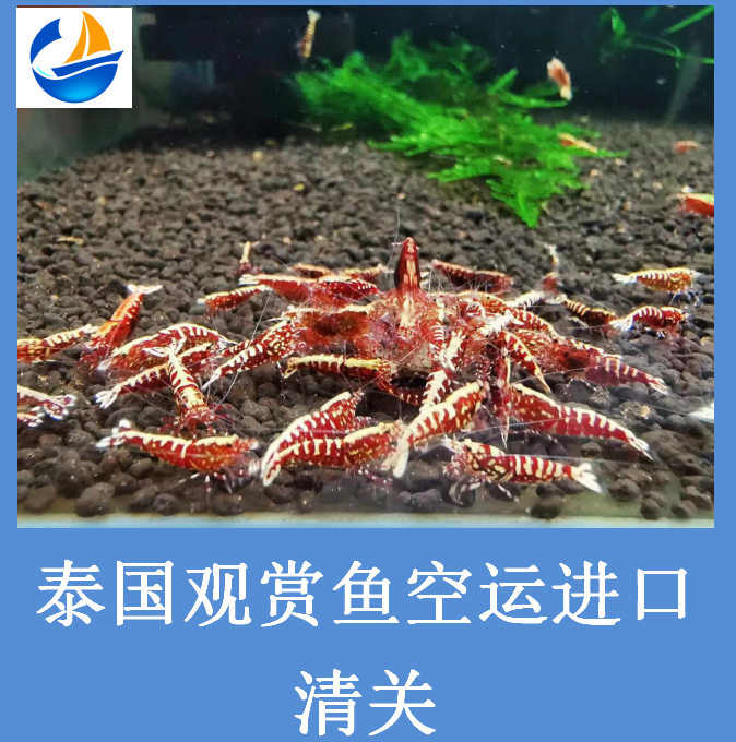 泰国观赏鱼进口清关.png