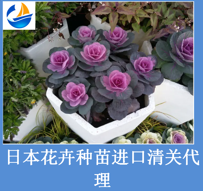 日本花卉种苗进口清关.png