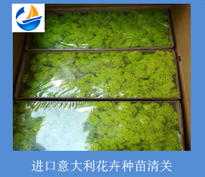 进口意大利花卉种苗清关.png