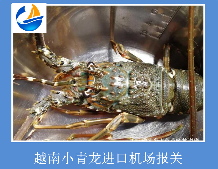 越南小青龙进口机场报关.png