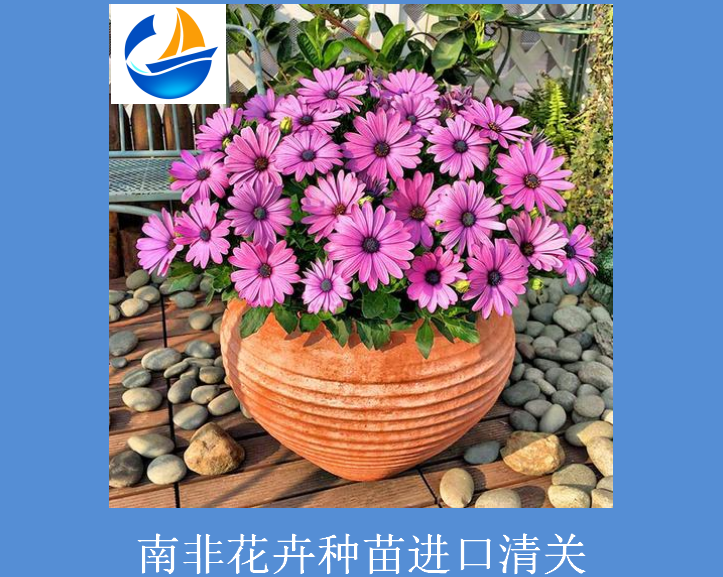 南非花卉种苗进口清关.png