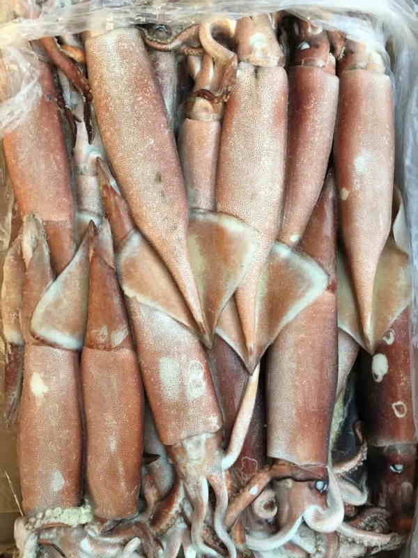 鱿鱼清关.jpg